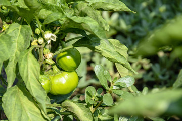 Bell pepper bush with young green vegetables on the garden bed. Vegetable round shape. Ripening of the crop. Close-up.