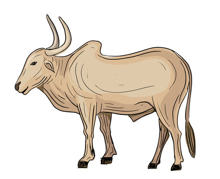 hand drawn indian bullock colored isolated vector