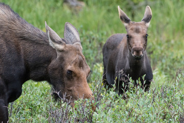 Shiras Moose in Colorado. Shiras are the smallest species of Moose in North America