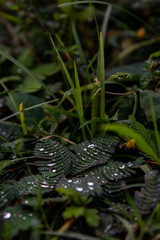 rain drops on a leaf