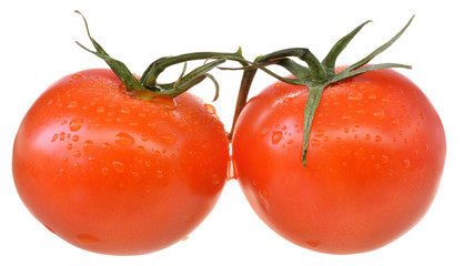 Two tomato on branch isolated