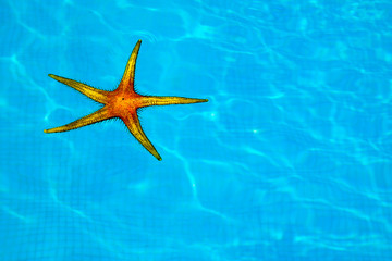 Fototapeta na wymiar Yelow objects floating on blue swimming pool water