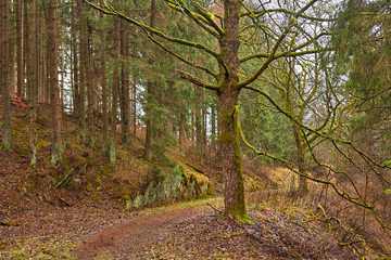 Obraz premium Moosbedeckter Baum am Waldweg