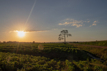 Obraz premium Sunset tree