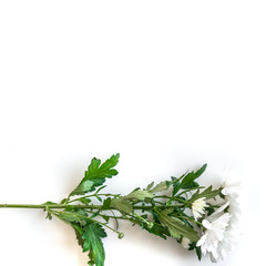 Bouquet of wild flowers on white table background. Flat lay, top view horizontal, empty space for publicity information or advertising text. Mock-up. Copy space.