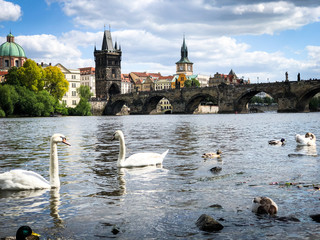 close up view of the Vltava river 