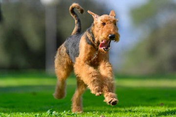 A two-year-old Airedale Terrier dog runs free