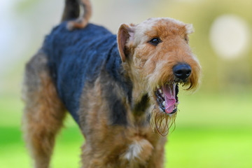 A two-year-old Airedale Terrier dog runs free