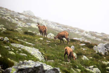 Tatra chamois on a rocky surface in Slovakia 