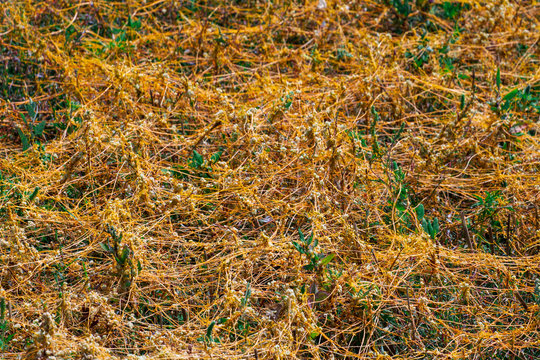 Dodder Genus Cuscuta Is The Parasite Wraps The Stems Of Plant Cultures With Yellow Threads And Sucks Out The Vital Juice And Nutrients