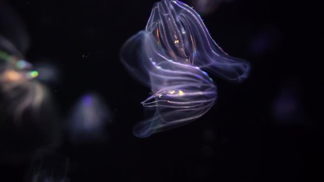 Jellyfish Warty Comb Jelly Mnemiopsis Leidyi 