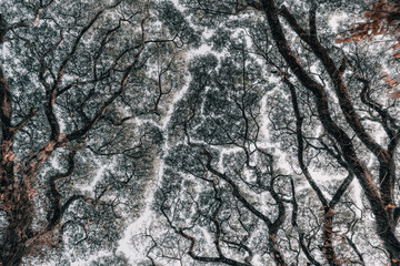 Branches of trees, Nature background