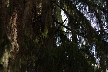 Fototapeta premium Branches of spruce hanging from a tree