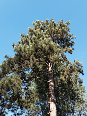 (Pinus sylvestris) Gerader Stamm und Krone der Waldkiefer unter einem blauen Himmel