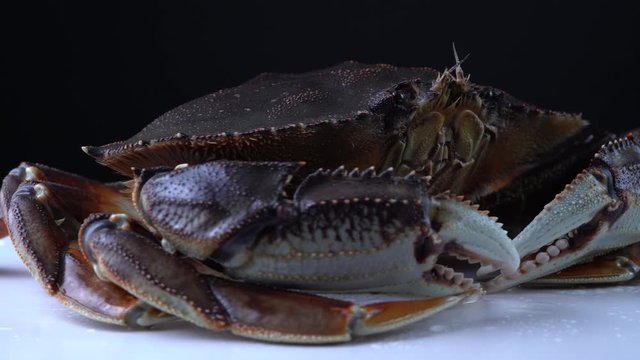 Cinematic portrait of life Dungeness crab. 9mm super wide lens close up of the BC Cancer magister shellfish seafood in 4K. Extreme details of  body, mouth and claws. Restaurants dish close-up concept