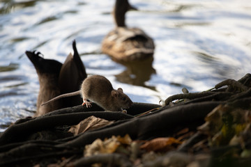 Brown rat on the ground, England, UK 