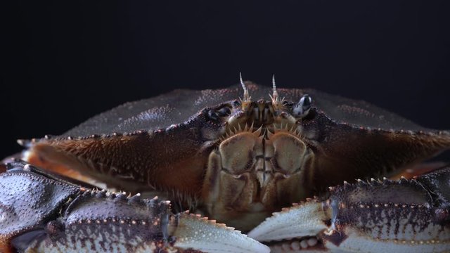 Cinematic portrait of live Dungeness crab. 9mm super wide lens close up of the BC Cancer magister shellfish seafood in 4K. Extreme details of  body, gills and claws. Restaurants dish close-up concept
