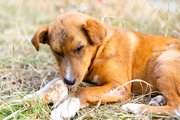 Homeless dog on the street