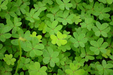 verdes hojas de trevol 