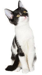 Bicolor black-white small shorthair kitten sitting isolated