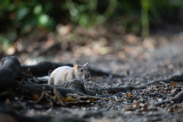 Brown rat on the ground, England, UK 