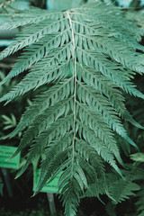 Close up on green leafs in the green house - obrazy, fototapety, plakaty