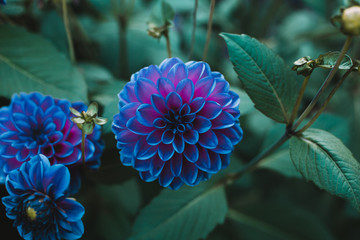 Flowers in the blue color of the year 2020