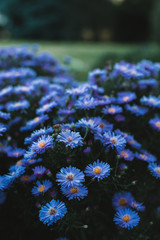 Flowers on the blurred background in the blue color of the year 2020