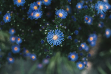 Flowers on the blurred background in the blue color of the year 2020