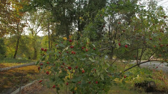 Rosehip fruit bush swinging in the wind foliage at sunset camera movement