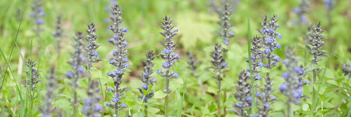 blooming stachys with delicate blue flowers