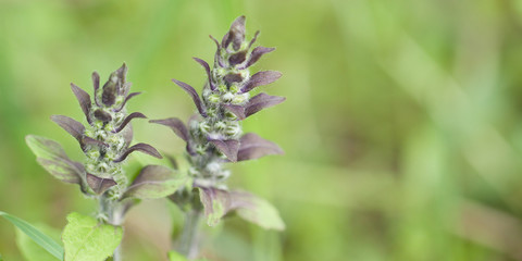 tender funny blooming sage with buds