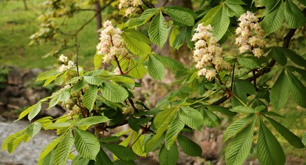 Chestnut tree blooming with white tassels of flowers in warm spring days