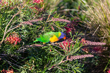 Individual australian lorikeet, sitting on branch in full sun with red flowers around, blurred background