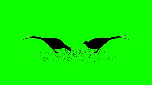 Two pheasants eating seeds, animation on the green background