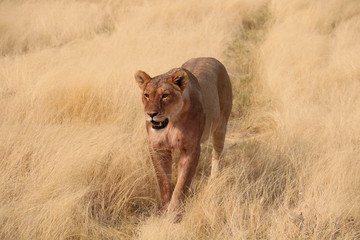 Lion Pride Lioness After Hunt