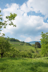 orchard and vineyard summer landscape spiez, switzerland