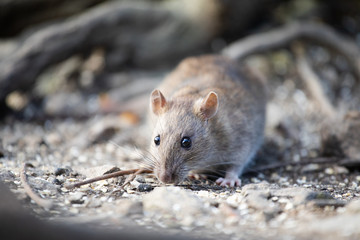 Brown rat on the ground, England, UK 