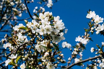 flowers in spring