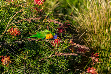 Sunny day a single lorikeet drinks nectar from red flowers with blurred background
