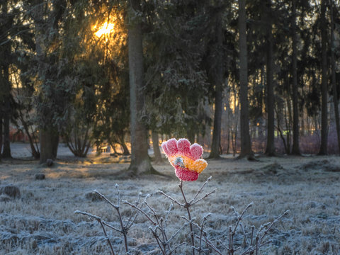 One Mitten On A Branch In Winter. Lost Mitten