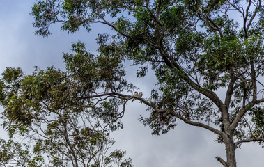 Two kookaburra sitting in trees high above. Grey skies as a storm approaches