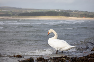 Swan at sea