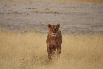 Fototapeta na wymiar Lion Pride Lioness After Hunt