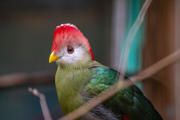 Bunter Vogel