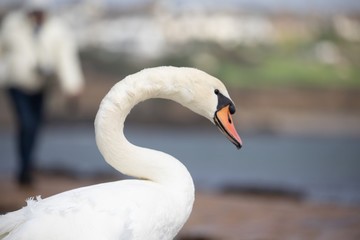 Swan closeup at sea 