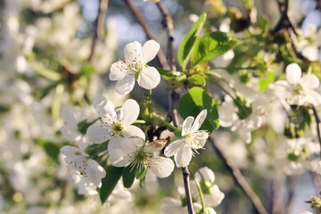 Branches of a blossoming cherry against the blue sky in a park, garden, in the natural environment, spring