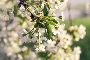 Branches of a blossoming cherry against the blue sky in a park, garden, in the natural environment, spring