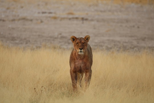 Lion Pride Lioness After Hunt