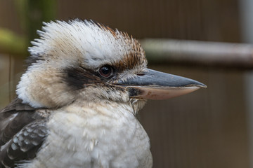 Lachender Hans